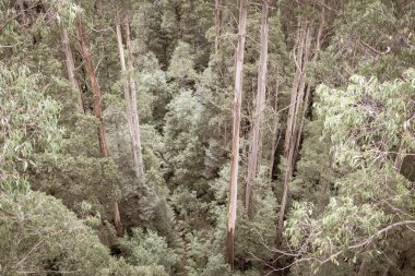Avustralya yağmur ormanlarının zemininde yüksek bir bakış açısıyla ağaç gövdelerinden eğreltiotlarına ve otlaklarına bakan Victoria, yaşlılık etkisi altında.