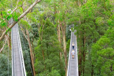 Victoria Avustralya - 18 Mart 2020; Bir çift turist, orman tepe örtüsünün yeşillikleri arasında Great Otway Flyway Adventure 'daki ağaç geçitlerinden birinde yürüyor.
