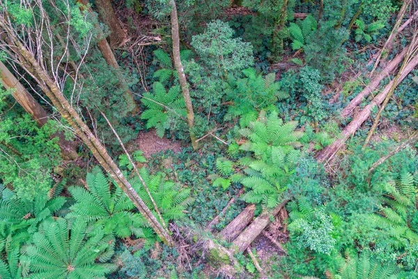 Avustralya Yağmur Ormanlarının Zemininde Yüksek Bir Perspektiften Aşağı Bakan Ağaç — Stok fotoğraf