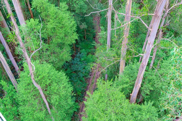 Austrália Chão Floresta Tropical Alto Ponto Vista Olhando Para Baixo — Fotografia de Stock