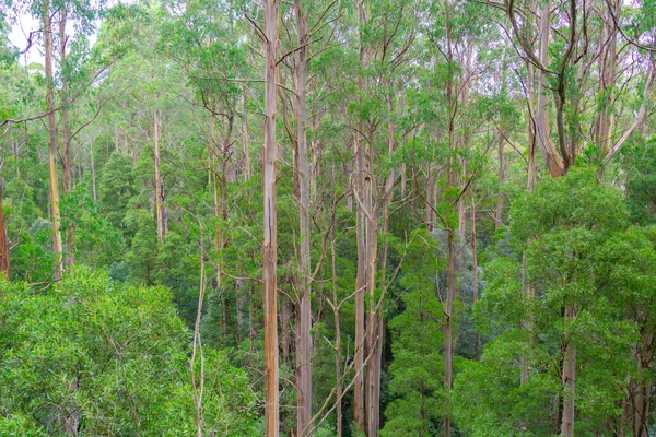 Floresta Tropical Australiana Típica Com Eucalipto Alto Outras Árvores Formando — Fotografia de Stock