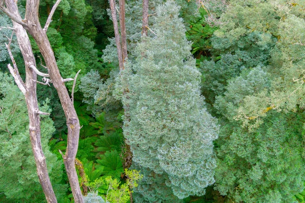 Uzun Okaliptüs Diğer Ağaçlarla Tipik Avustralya Yağmur Ormanları Ormanın Altında — Stok fotoğraf