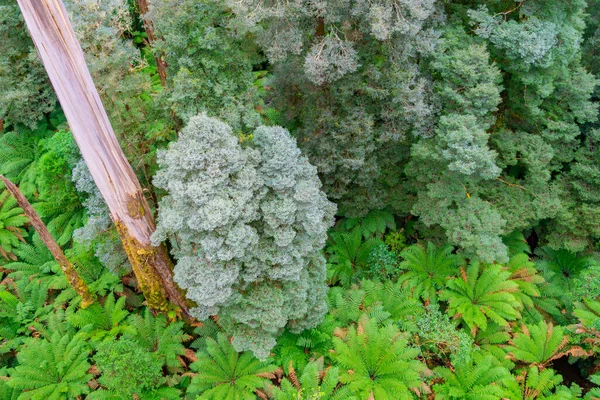 Tipica Foresta Pluviale Australiana Con Eucalipto Alto Altri Alberi Che — Foto Stock