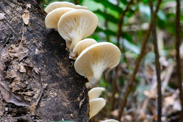 White Porcelain Fungus Growing Dead Tree Stump Rainforest Victoria Australia — Stock Photo, Image
