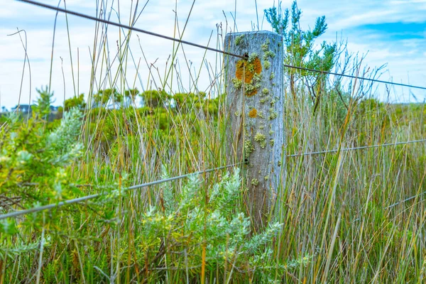 Wire fence through rustic fence posts with moss and lichen in area of low coastal vegetation and grass.