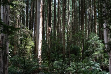 Victoria Avustralya 'daki Büyük Otway Ulusal Parkı tepelerinde Densley ormanları okaliptüs ve diğer ağaçlar yetişiyor..
