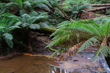 Orman zemininde doğal gölet. Kırık ağaçlar ve eğreltiotu yaprakları. Otway Sekoya Ormanı..