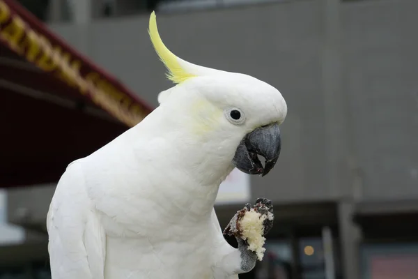 Cacatúa Cresta Azufre Sosteniendo Comida Café Garra Comiendo — Foto de Stock