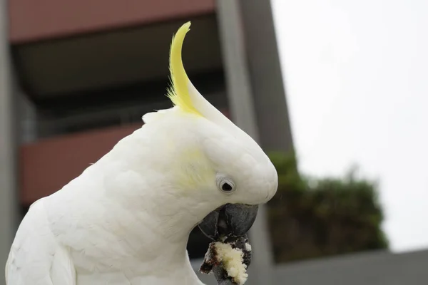硫黄Crested Cockatooを保持スカベンジカフェ食品でその爪と食べる — ストック写真