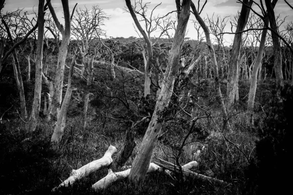 Monochrome Griezelige Beeld Van Kale Dode Wriemelbos Great Otway National — Stockfoto