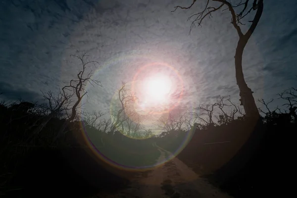 Chemin Terre Menant Travers Forêt Une Forêt Morte Étrange Arbres — Photo