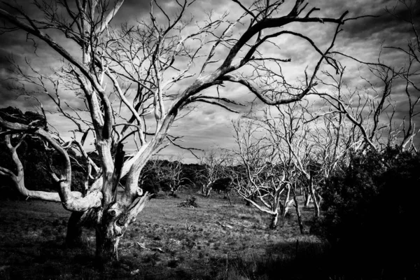 Přízračný Háj Holých Mrtvých Kroucených Stromů Děsivém Černobílém Obrazu Národním — Stock fotografie
