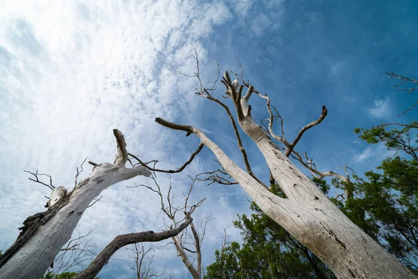 Dwa Martwe Drzewa Dziąseł Sięgające Nieba Najgłębszym Nagich Martwych Wijących — Zdjęcie stockowe
