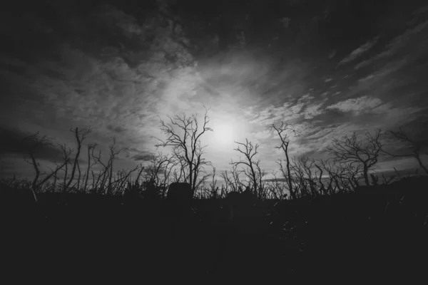 Black White Image Dead Gum Trees Silhouetted Back Lity Sun — Stock Photo, Image
