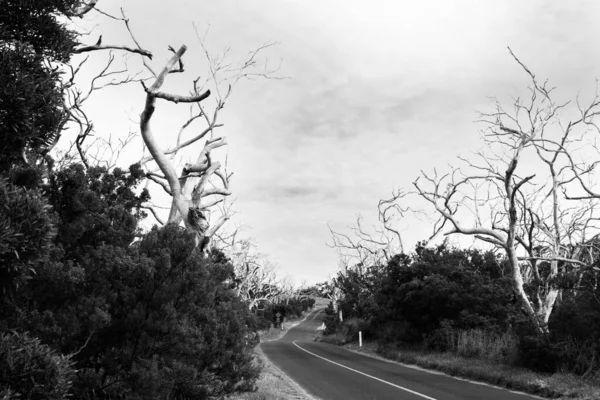 Les Holých Mrtvých Kroutících Stromů Obou Stranách Great Ocean Road — Stock fotografie