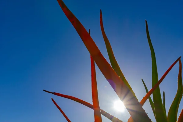 Hojas Verdes Naranjas Aloe Espinoso Contra Cielo Azul Con Explosión —  Fotos de Stock