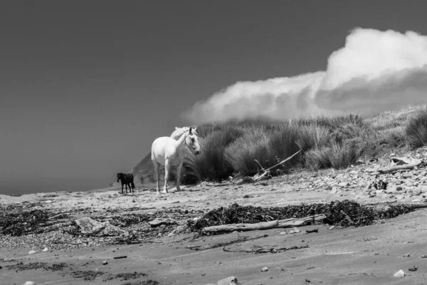 Tek Renkli Plajda Beyaz Siyah Atlar Dolaşıyordu — Stok fotoğraf