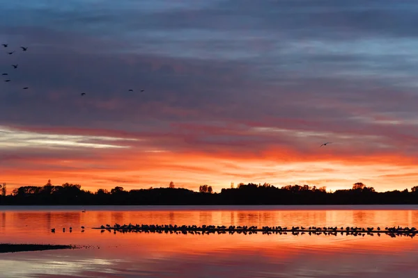 Vibrant Sunrise Bay Flock Birds Roosting Sandbar Memorial Park Tauranga — Stock Photo, Image