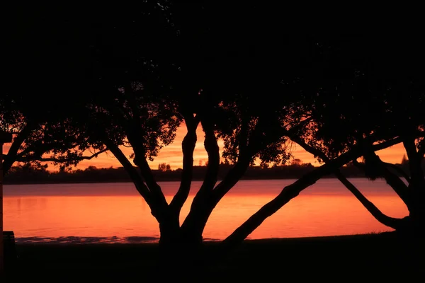 Яркий Восход Солнца Красных Подсветках Pohutukawa Дерево Мемориальном Парке Тауранге — стоковое фото