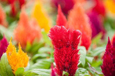 Parlak çiçek bahçesi yakın plan parlak çiçek bahçesinin seçici odağı