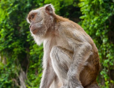 Kuala Lumpur Malezya 'daki Batu Mağaraları' na bakan uzun kuyruklu bir maymun..