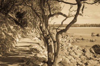 Maunganui Dağı etrafındaki ana hat. Kıvrımlı pohutukawa ağaçları tarafından çerçevelenmiş. Yol boyunca gölgelerini bırakıyorlar.