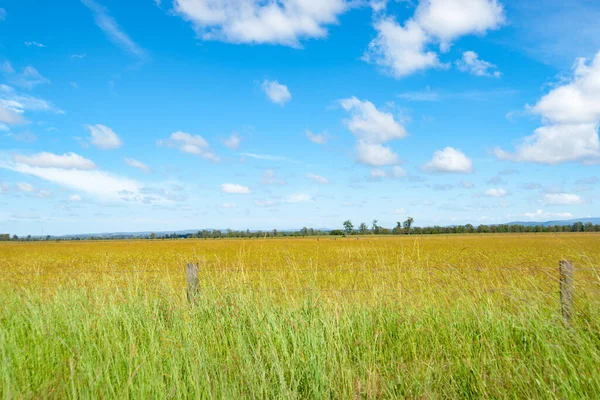 Vista Rurale Australiana Attraverso Ampio Campo Erboso Vicino Orizzonte Lontano — Foto Stock