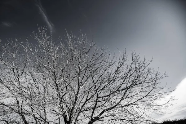 Árvore Inverno Preto Branco — Fotografia de Stock