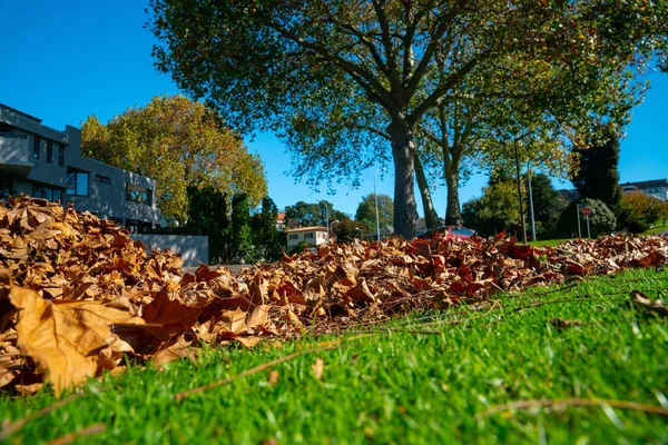 Autumn Leaves Fall Street London Plane Deciduous Trees — Stock Photo, Image