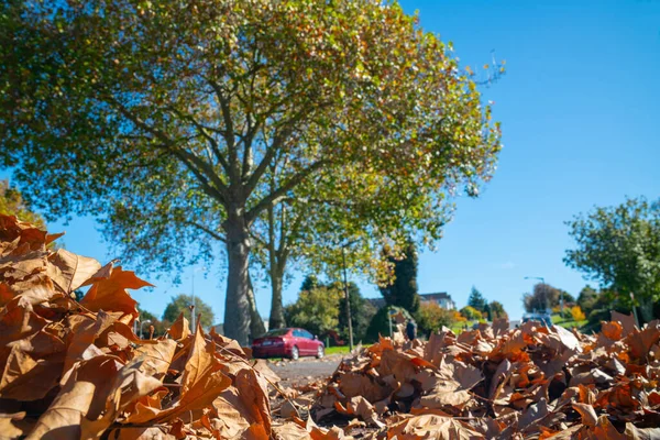 Hojas Otoño Caen Calle Desde Londres Plano Árboles Hoja Caduca —  Fotos de Stock