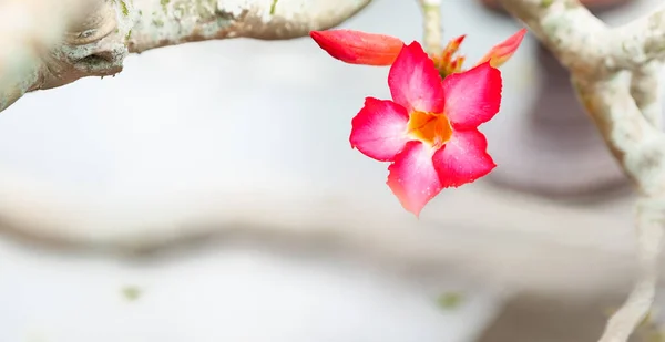 Parlak Pembe Kırmızı Çiçekler Dallardan Sarkan Tomurcuklar — Stok fotoğraf