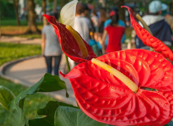 Flor Arthurium Rojo Brillante Negrita Con Estambre Amarillo Grande Por — Foto de Stock