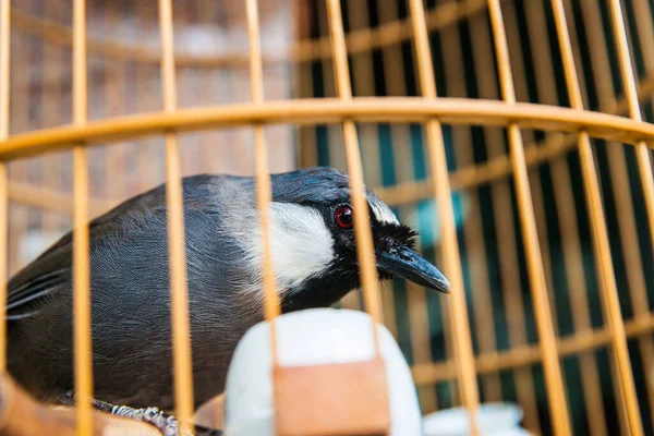 Pájaro Negro Jaula Primer Plano Vietnam — Foto de Stock