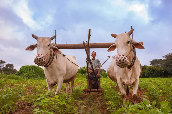 Bagan Myanmar October 302013 Farmer Farming Crop Two Oxen Low — 图库照片