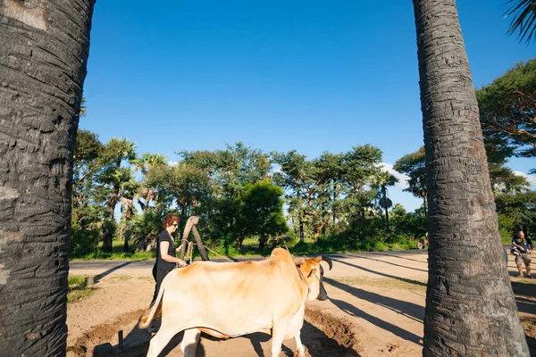 2013年10月31日 游客们尝试驾驶牛用当地树木做棕榈油的碾磨机 — 图库照片