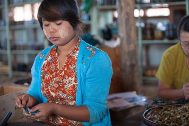 Inle Gölü Myanmar - 2 Kasım 2013; puro fabrikasında çalışan kadın Cheroot montajı üzerinde yoğunlaşıyor.