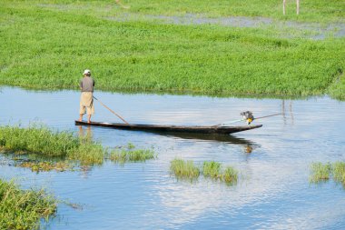 Inle Gölü Myanmar - 2 Kasım 2013; Adam yeşil su otları arasında kanal olarak sırıkla geleneksel uzun sopada duruyor.