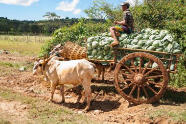 Bagan Myanmar - 1 Kasım 2013; Köylü çiftçi yükün tepesinde oturan lahanalarla dolu öküz arabası kullanıyor, pazara gidiyor..