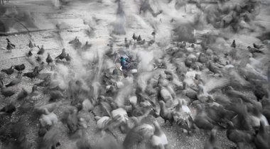 Güvercinler şehir kaldırımlarına akın eder. Hareket halinde yakalanan güvercinler bulanık ve tek renkli olur. Merkezi kuş hariç..