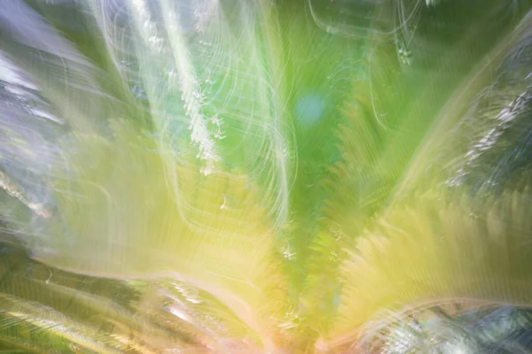 熱帯ヤシの葉の背景にモーションブラー効果があります — ストック写真
