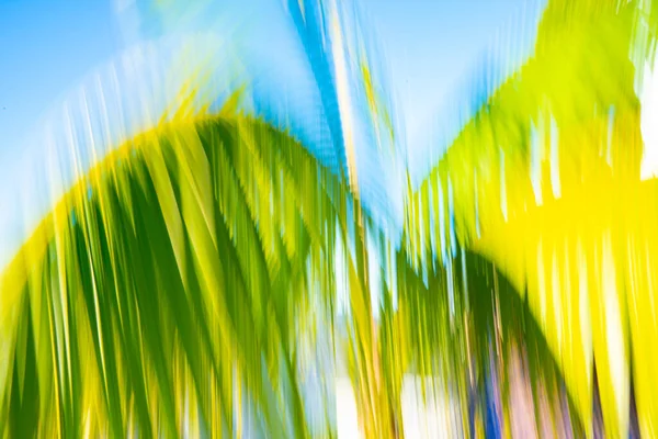 움직임 야자나무 — 스톡 사진