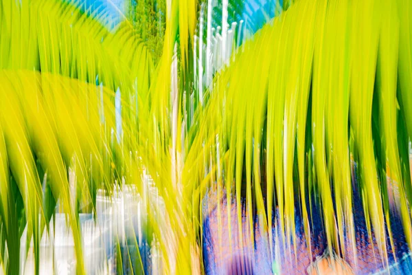 Fondo Hoja Palma Tropical Con Efecto Desenfoque Movimiento — Foto de Stock