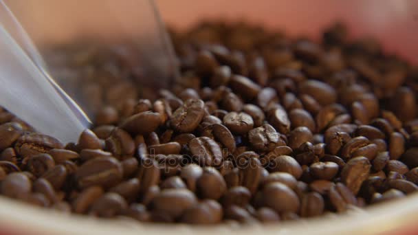 Grains de café cueillis — Video