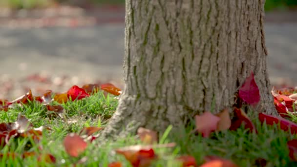 Herfst boomstronk — Stockvideo