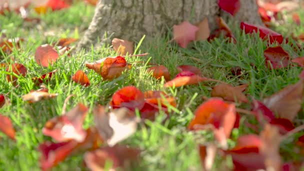 Feuilles d'automne dans l'herbe — Video