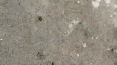 Beton boya sıçramak doku. Kaldırım uyarıları animasyonlu arka planlar için döngü veya grafik hareket olarak ön plan filtre için yukarıya yazılar, grunge overlaying veya görüntüleri eski yıpranmış bir görünüm vermek.