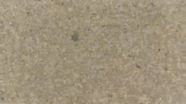 Kaldırım beton doku. Arka plan veya ön plan grunge başlıklar, hareketli grafikler veya vermek görüntüleri için bir eski yıpranmış görünüm, süzgeç gibi overlaying için animasyonlu döngü.