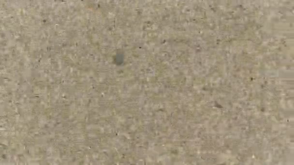 Trottoir Concrete Textuur Geanimeerde Lus Voor Achtergronden Overlappend Als Voorgrond — Stockvideo