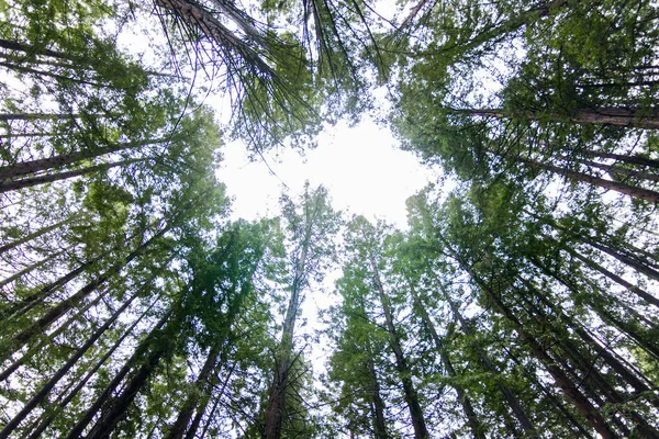 Parlak Orman Gökyüzü