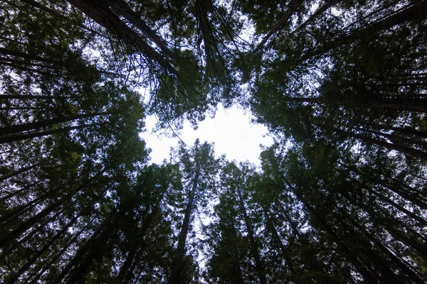 Karanlık Orman Gökyüzü